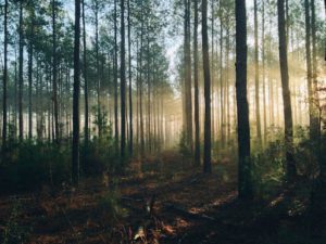 This photo depicts a ground level view of a healthy forest with light morning fog soon after sunrise.