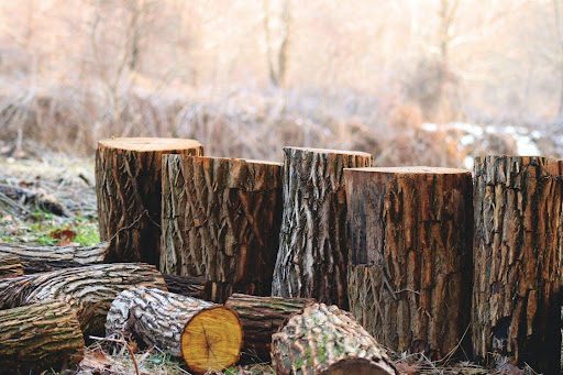 Planning for the Future with Green Firewood