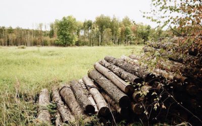 Environmentally Friendly Logging: Preserving Habitat