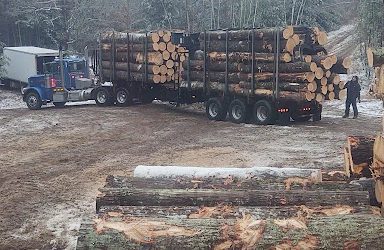 What You Need to Consider Before Hiring a Logger