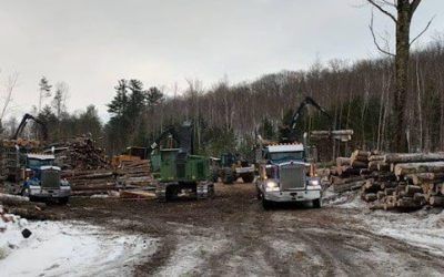 Thinking About Clearing Land for New Construction? Talk To A Logger First!