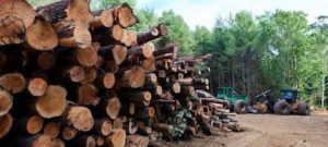 wood-logs