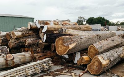 Timber Marketing & Sales: How Marketing Fits Into Forest Management