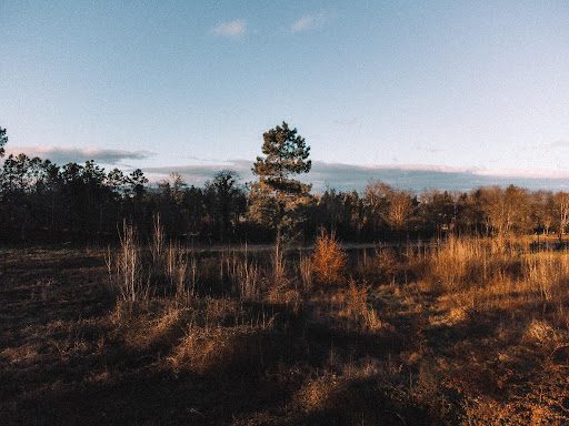 Harvested land