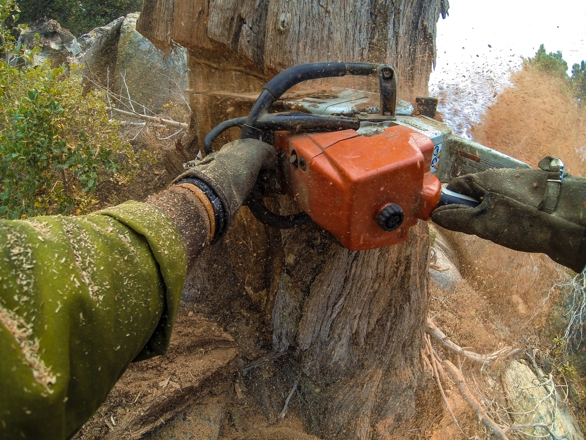 Important Methods of Wooded Land Clearing Day Logging