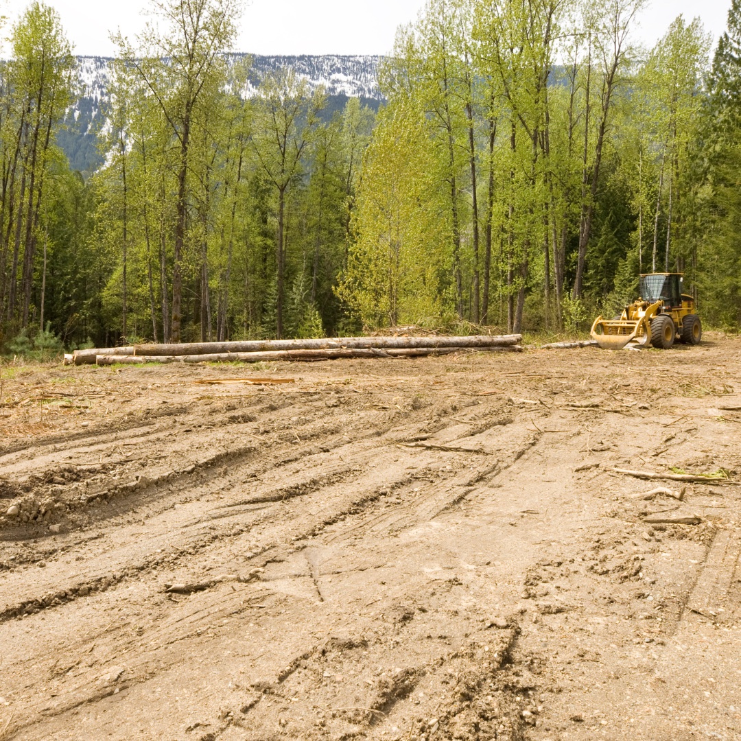 Land clearing in Maine