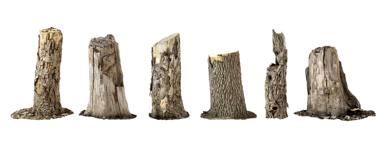 Oak Tree DieOff in Maine Causes, Solutions & Role of Logging