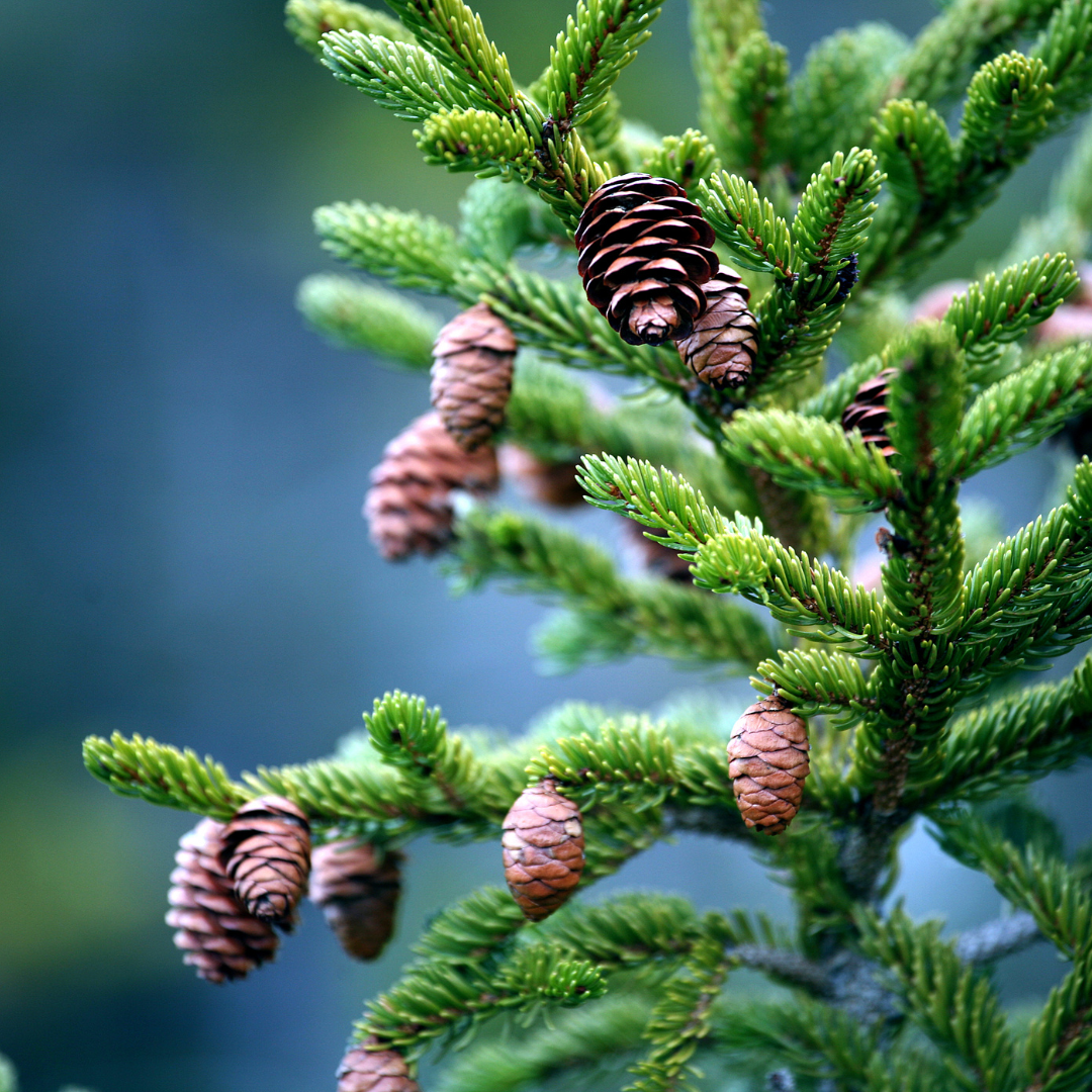 Pine cones on Maine pine trees