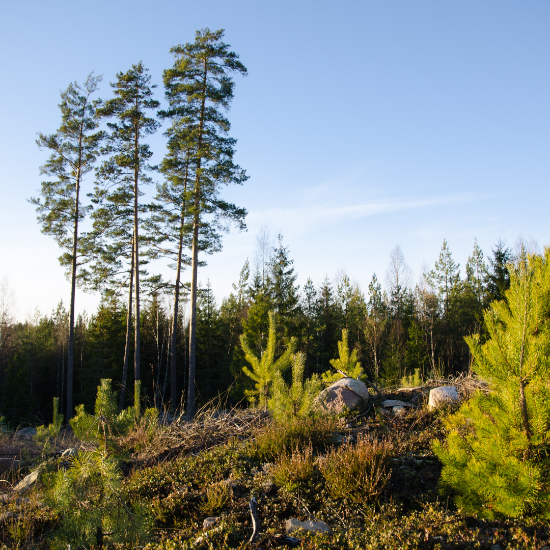 New pine trees growing in Maine forest