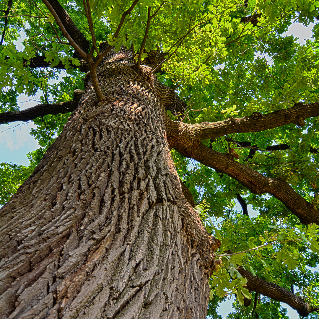 Oak Tree Die-Off in Maine