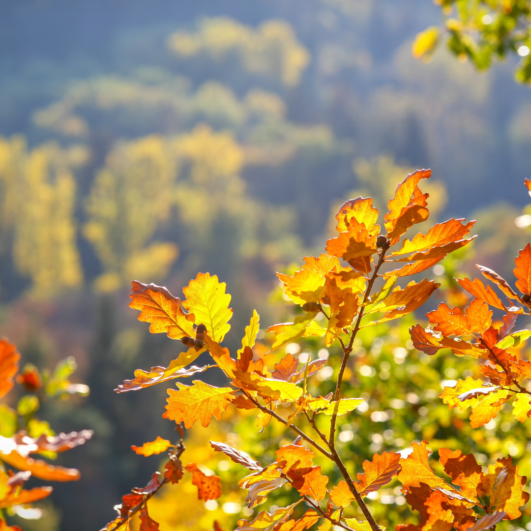 Oak tree Maine foliage 