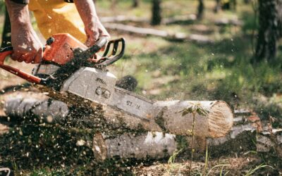 Autumn Checklist: Prepare Now for a Successful Winter Tree Harvest 